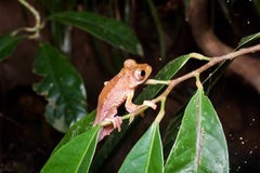 Rhacophorus pardalis