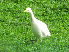 Bubulcus ibis