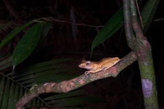 Polypedates otilophus