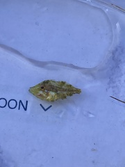 Stephanolepis hispida