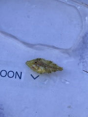 Stephanolepis hispida