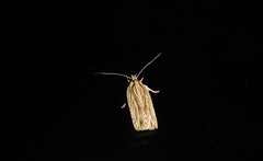 Agonopterix umbellana