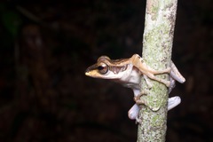 Polypedates macrotis