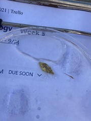 Stephanolepis hispida