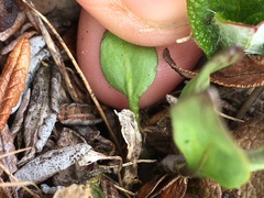 Eutrema edwardsii