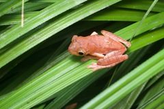Rhacophorus pardalis