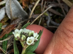 Eutrema edwardsii