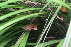 Rhacophorus pardalis