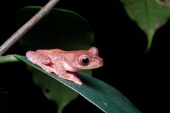 Rhacophorus pardalis