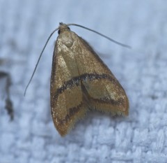 Hapaloteucha paragramma