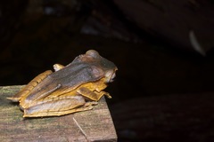 Polypedates otilophus