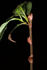 Rhacophorus pardalis