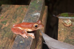 Rhacophorus pardalis