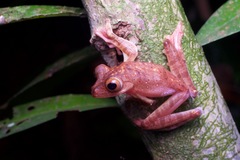 Rhacophorus pardalis