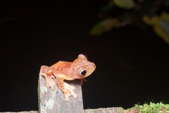 Rhacophorus pardalis