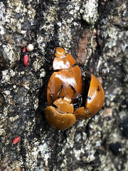 Strongylosomus dichrous