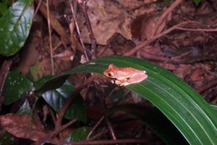 Rhacophorus pardalis