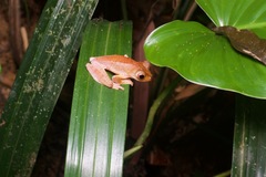 Rhacophorus pardalis