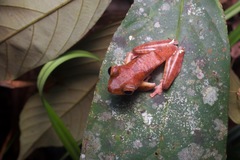 Rhacophorus pardalis