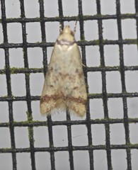 Heteroteucha anthodora