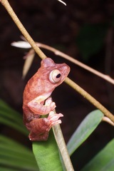 Rhacophorus pardalis