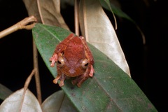 Rhacophorus pardalis