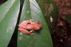 Rhacophorus pardalis