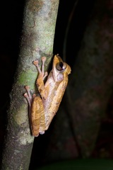 Polypedates macrotis