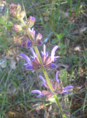 Salvia sclareoides