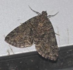 Polyclysta hypogrammata