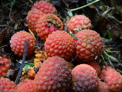 Corynaea