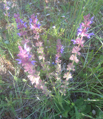 Salvia sclareoides