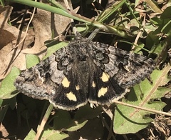 Litocala