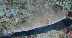 Sphoeroides angusticeps