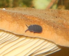 chvostoskok obrovský (Tetrodontophora bielanensis)