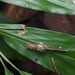 Damayantia dilecta - Photo (c) John Sullivan,  זכויות יוצרים חלקיות (CC BY-NC), הועלה על ידי John Sullivan