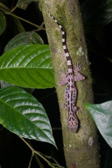 Cyrtodactylus pubisulcus