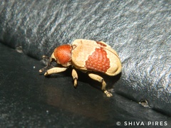 Rhinochenus stigma