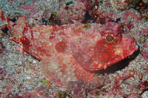 Player Scorpionfish