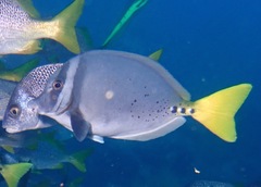 Razor Surgeonfish photo 4