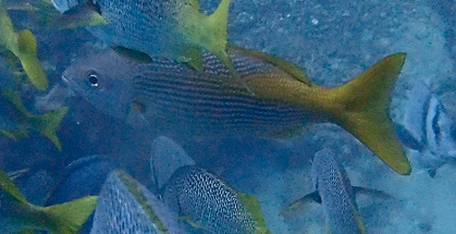 Golden snapper