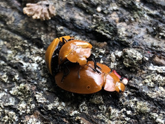 Strongylosomus dichrous