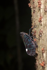 Penthicodes bimaculatus