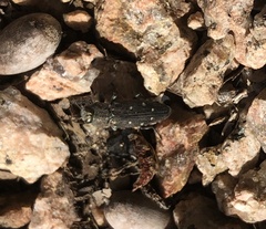 Chrysobothris octocola