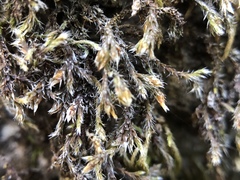 Hedwigia detonsa