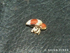 Rhinochenus stigma