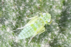 Micantulina stigmatipennis