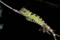 Gonocephalus liogaster