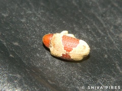 Rhinochenus stigma