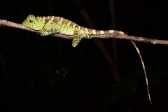 Gonocephalus liogaster